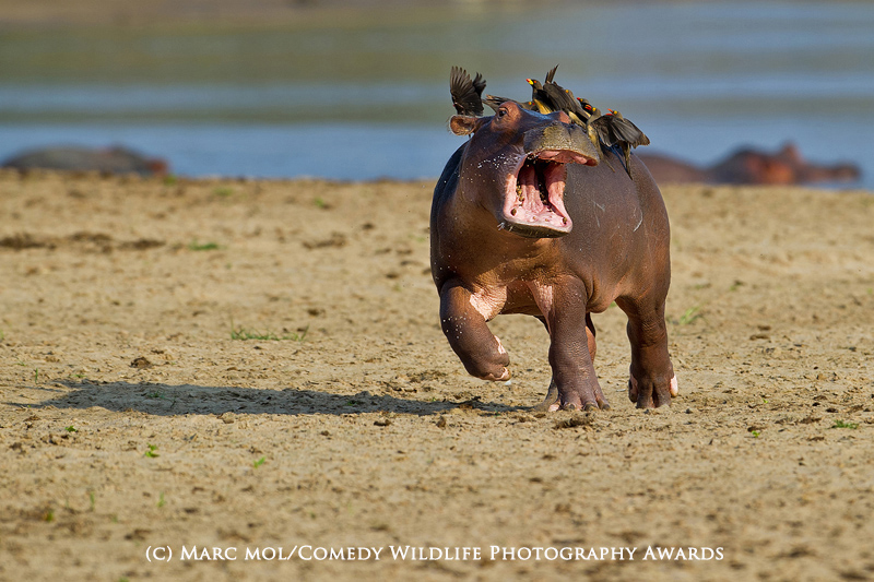 Illustration for article titled Este concurso de fotografĂa premia las imágenes más absurdas y divertidas del mundo animal